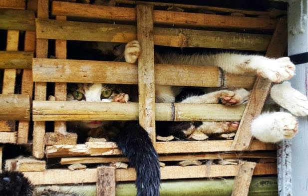 Vietnã intercepta caminhão com milhares de gatos para consumo
