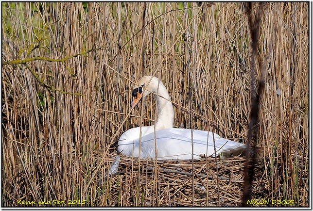 Slimbridge WWT - April