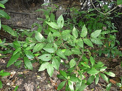 Xylocarpus rumphii