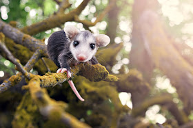 Possum Cute