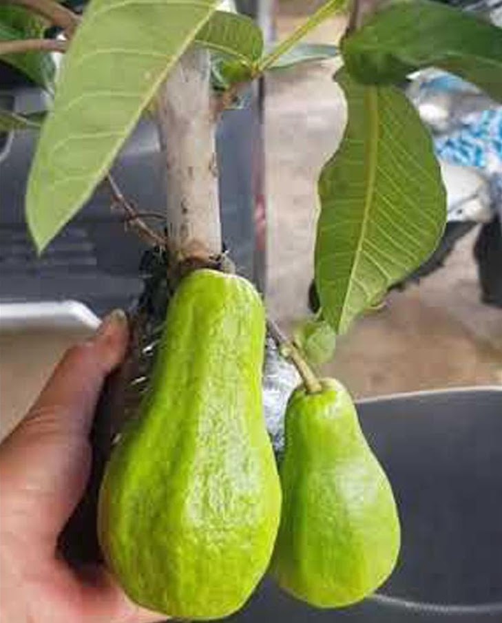 tanaman jambu biji alpukat bibit benih buah unik Sumatra Barat