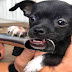 Cops Free Puppy Who Got Its Jaw Trapped In A Pan Handle