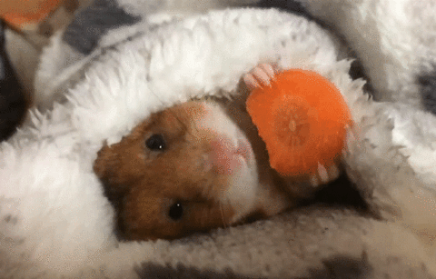 Gif Lustig Tiere : Lustig Gute Nacht Gif Tiere - Lustige tiervideos lustige hunde niedliche hunde lustige humor bilder hund und katze gif lustig tiere lustige tiere zum totlachen lustige tierbilder lustige bilder von.