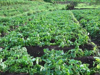 Kembali Nematoda Sista kuning serang tanaman kentang di Batu