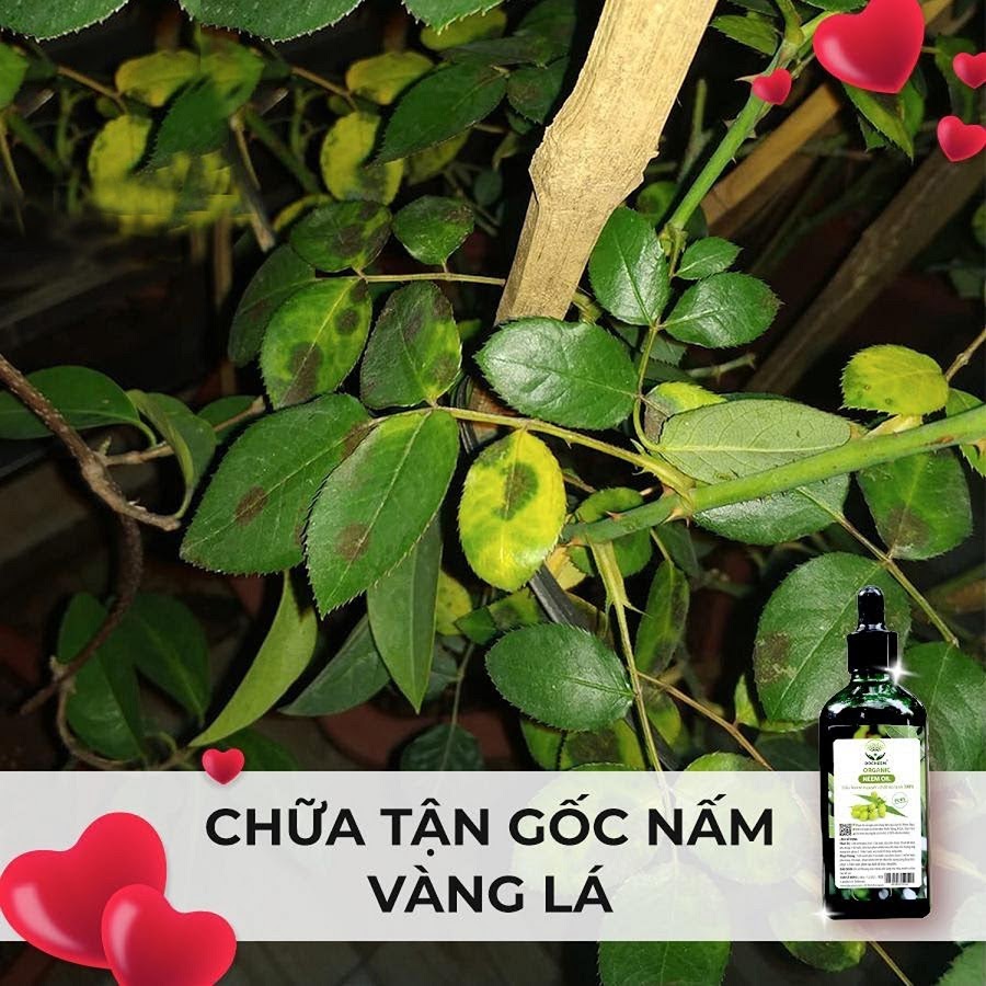 Tác dụng của dầu Neem là gì?