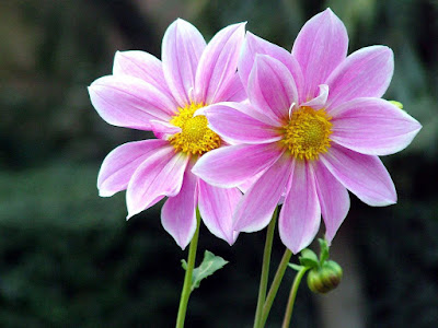 HD FLOWERS IMAGES COLLECTIONS  72