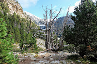 Espectacular Bosque de abetos, el Valle  del Ter-Camprodon. Set Cases