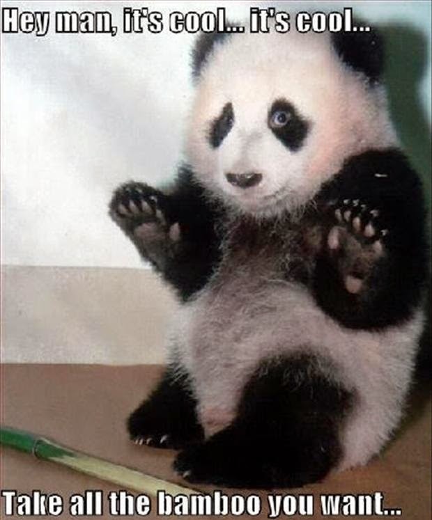 Download Funny Appropriate Animal Pictures Panda