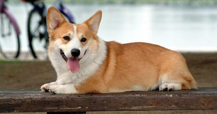 Pembroke Welsh Corgi Wallpapers | Fun Animals Wiki, Videos, Pictures