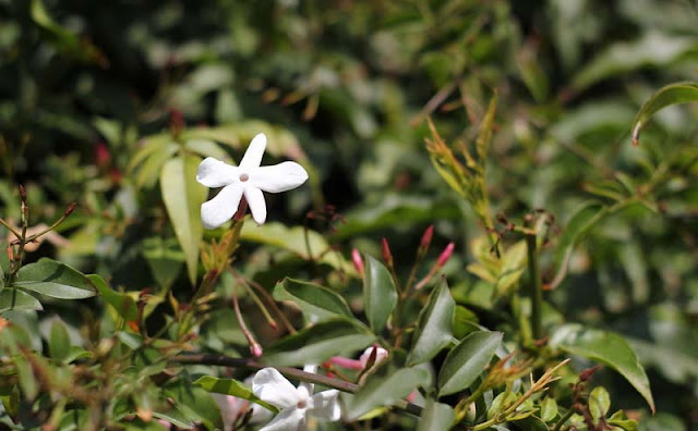 Jasminum Polyanthum Flowers