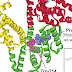 Human Serum Albumin - Human Albumin