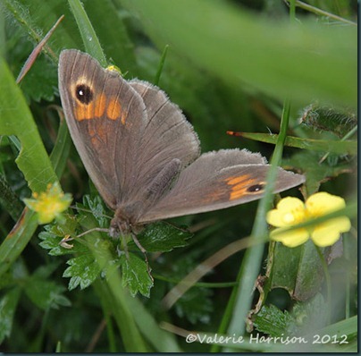 Meadow-Brown