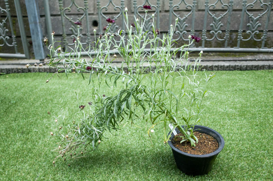 セントーレア ブラックボールの採種 花と くらしと それ以外したくない