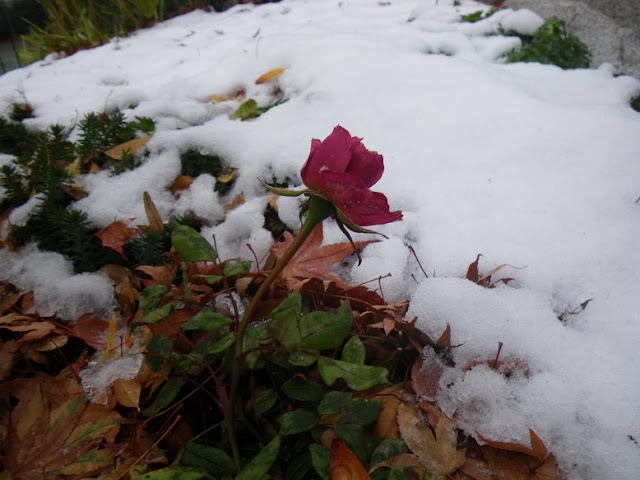 rose covered by snow