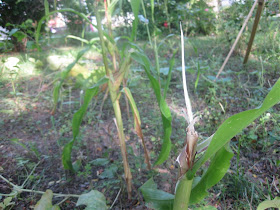 squirrel eating corn in my garden, stalk, broke, destroy