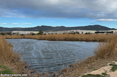 Aiguamolls del Pla de Santa Maria