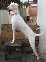 Rajapalayam dog image