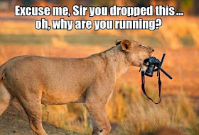30 Funny animal captions - part 21 (30 pics), captioned animal pictures, lion grabs camera