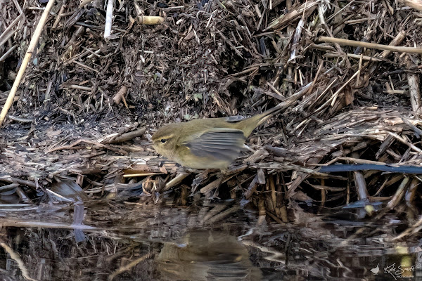 Chiffchaff