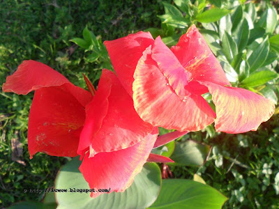 Indian shot, Canna indica