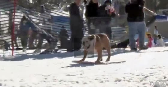 Remember The Skateboarding Dog, He Surfs and Snowboards Now! - Surfing Snowboarding Skateboarding Dog