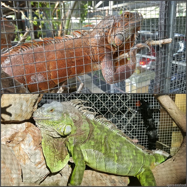 Colourful iguanas at Tea Garden Homestay in Hoi An, Vietnam