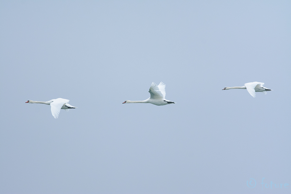 Kühmnokk-luik, Cygnus olor, Mute Swan