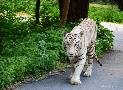 White Tiger at Bannerghatta National Park, #traveldiary1234