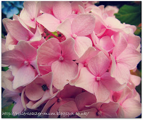 Hydrangea flower