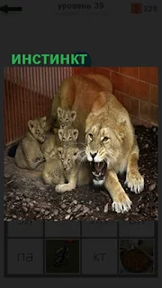 1100 слов львица защищает своих детенышей, инстинкт 39 уровень