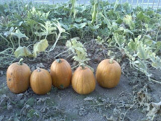 jack pumpkins