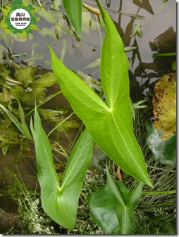 春天裡的野慈菇葉片