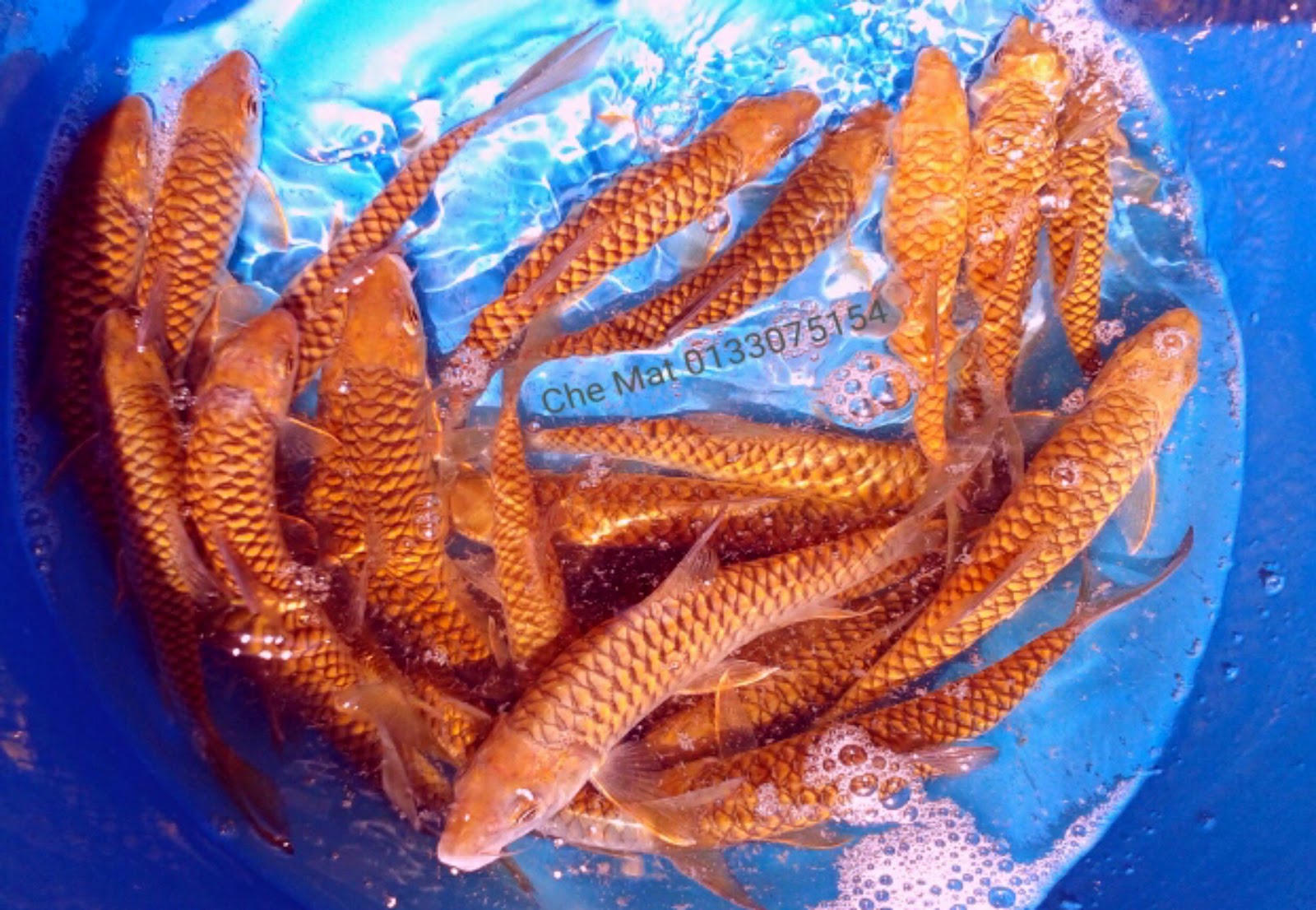  Ikan  Kelah Bara Lipan Ikan  Kelah Untuk  Hiasan  Aquarium  