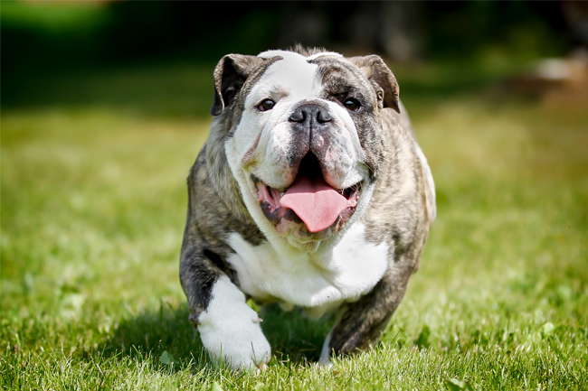  Otyłość u psów – czy Twój pies ma nadwagę?