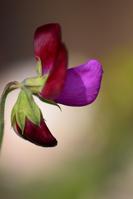 sweet pea, old spice, amy myers, small sunny garden, desert garden,