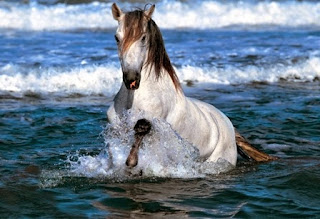 LATEST HORSE HD WALLPAPER FREE DOWNLOAD 18