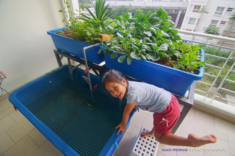  and fish keeping, Aquaponics is the way to go in Urban Surrounding