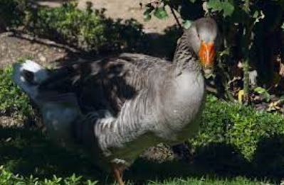 টাউলোজ রাজহাঁস (Toulouse swan)