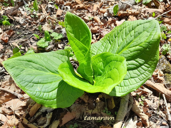 Связноплодник почколистный (Symplocarpus renifolius)