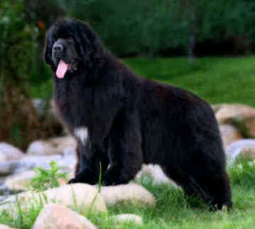 Newfoundland Puppies on Newfoundland Dogs   Popular Dog Breeds