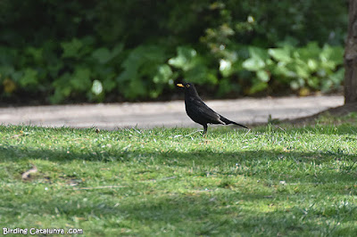 Merla (Turdus merula)