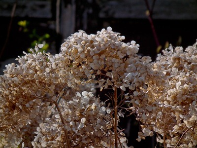 DSCF5295_hs10_hydrangea_zoom[1]