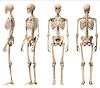 Human Skeleton System 