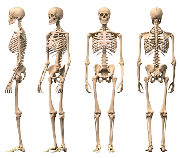 Human Skeleton System 