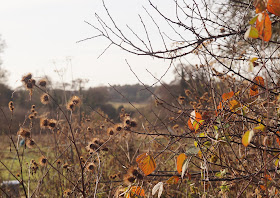 Photographs of weeds in December