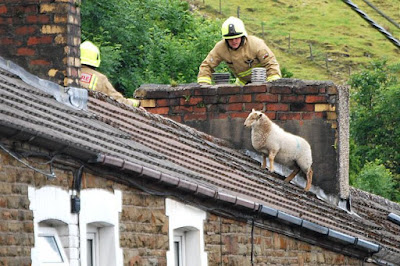 Firefighters rescuing sheep from roof of house