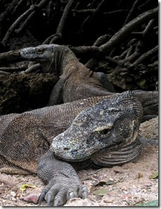 Only Komodo Dragon living on Planet Earth