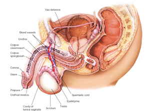 Địa chỉ xét nghiệm giãn tĩnh mạch thừng tinh an toàn Đà Nẵng