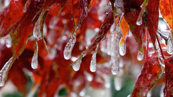 What Happens When An Ice Storm Hits While Flowers Are Still Blooming? Gorgeousness.