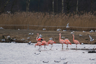 Chileense Flamingo - Sileenske Flamingo - Phoenicopterus chilensis